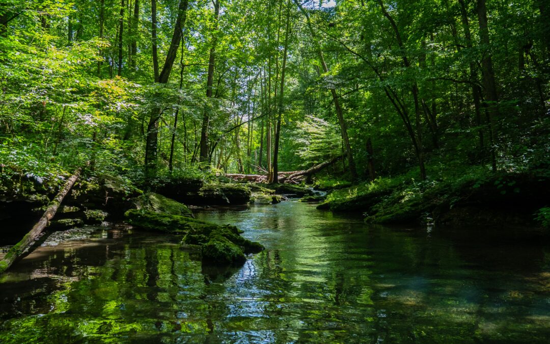 Why Visiting Natural Parks Should Be at the Top of Your Bucket List: The Benefits of Connecting with Nature.